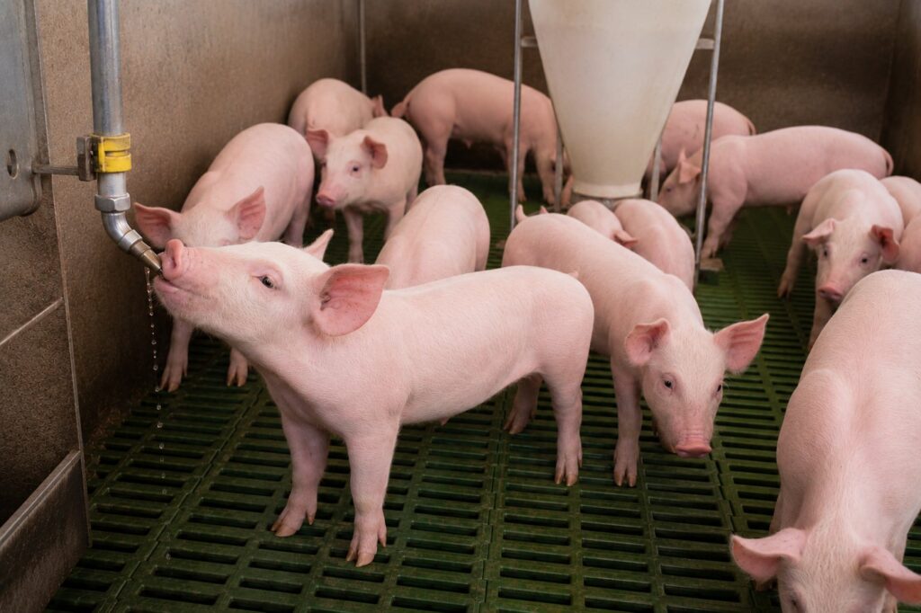 ácidos orgânicos na produção animal
