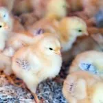 saúde das aves no incubatório