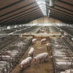saúde intestinal e a imunidade do anima