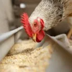 Sistema imunológico das aves e a relação com a nutrição
